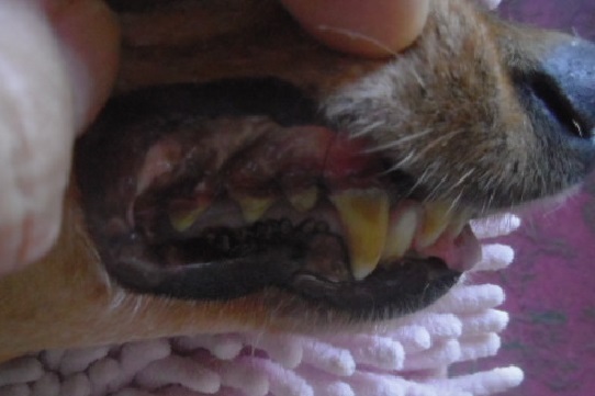 健康な歯を維持する Every Wan